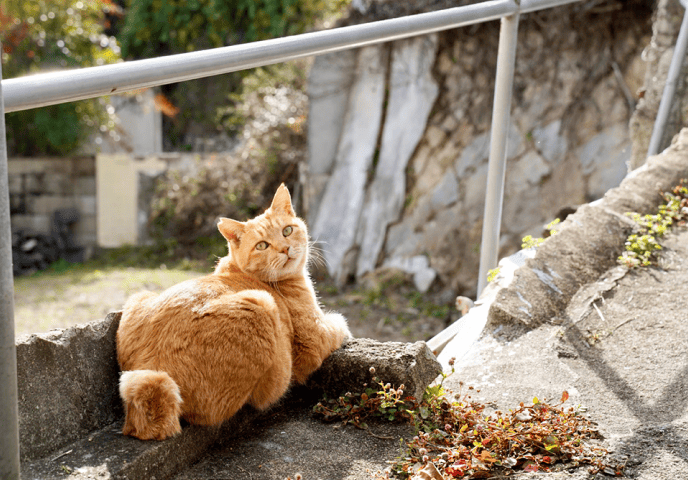 写真:茶色い猫が1匹